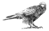 Crow Sticker