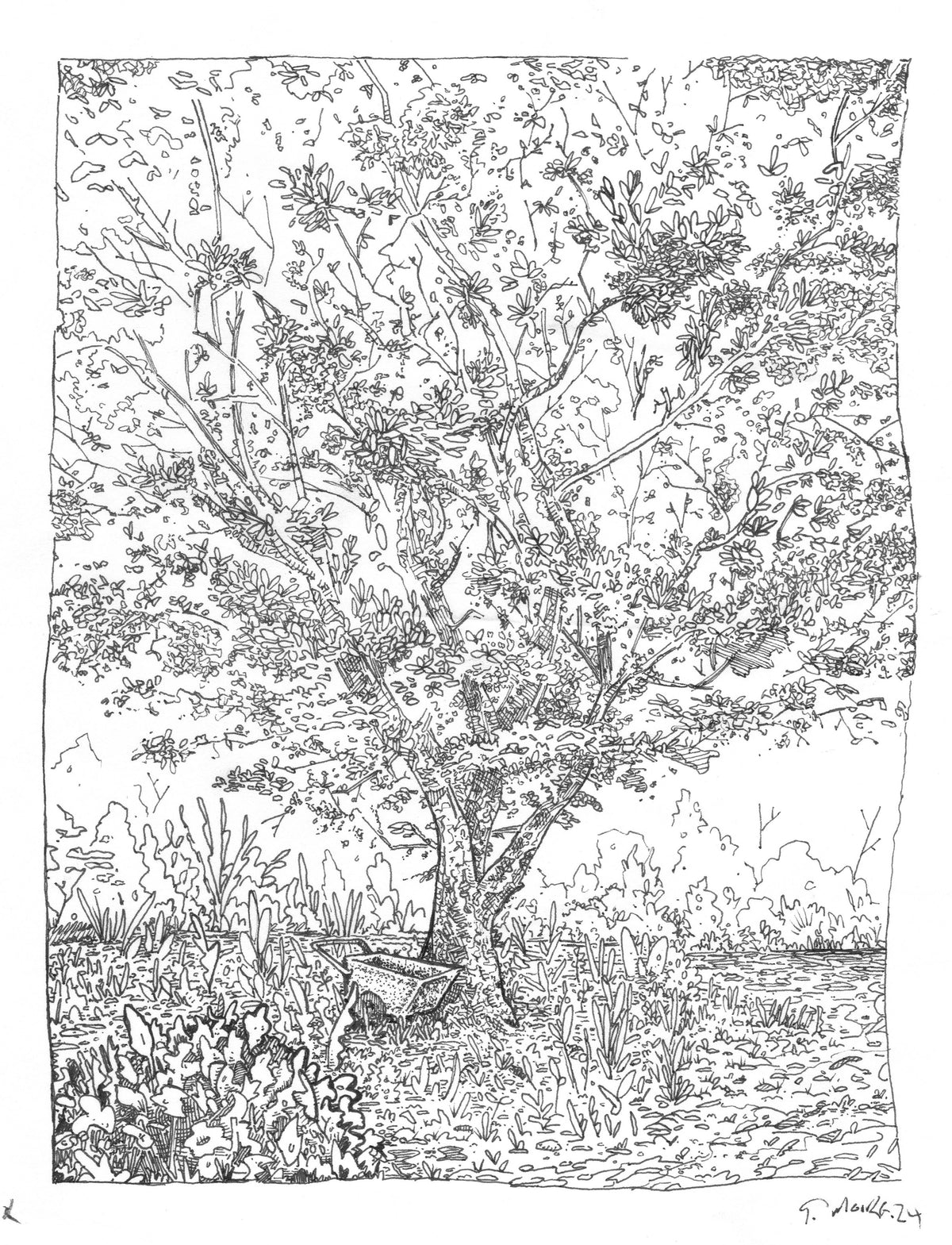 Kingsbrae Garden - Framed Original