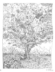 Kingsbrae Garden - Framed Original