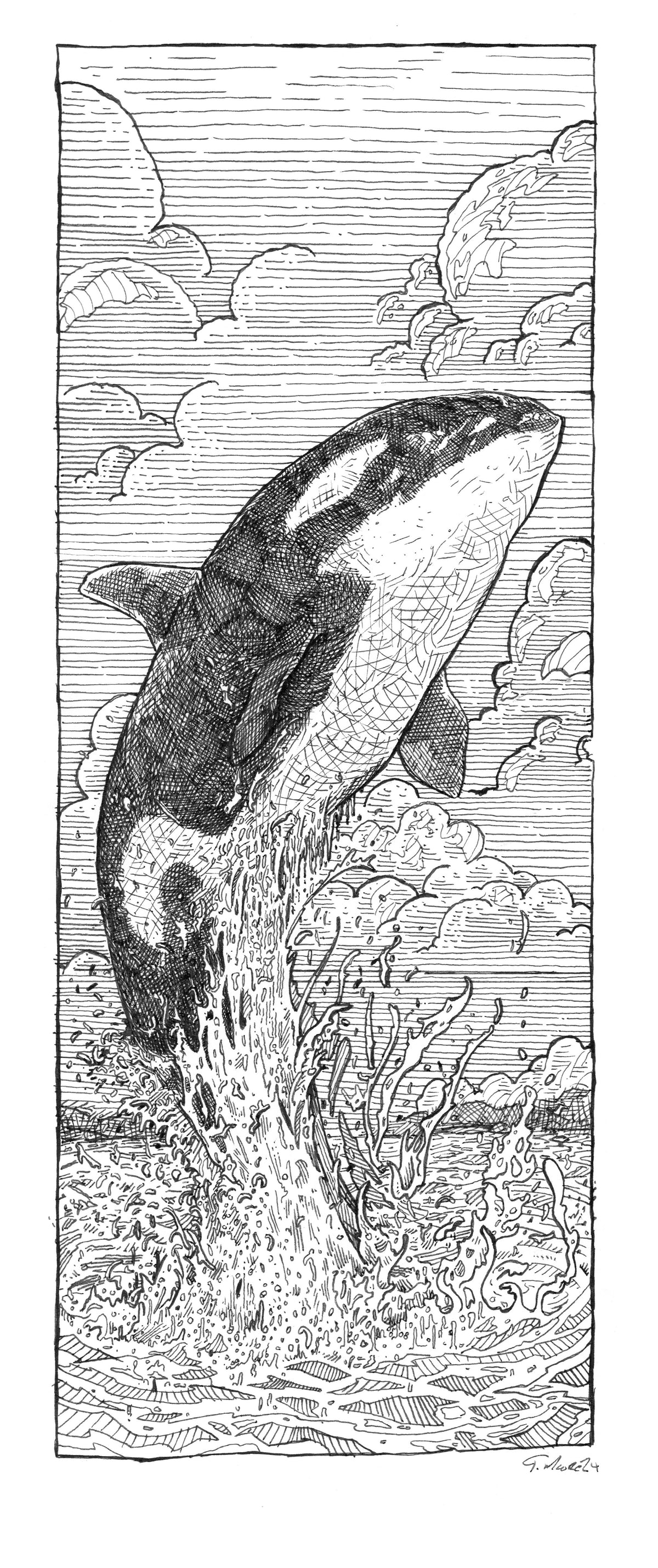 Orca Whale Study 1 - Framed Original