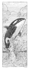 Orca Whale Study 1 - Framed Original