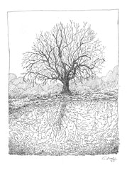 Reflective Tree Sackville NB- Framed Original